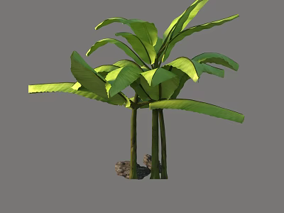 Tropical Banana Tree with Large Green Leaves Slender Trunks and Rock Base 3d model
