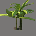 Tropical Banana Tree with Large Green Leaves Slender Trunks and Rock Base