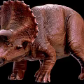 Detailed Brown Triceratops Dinosaur Model With Horns In Standing Pose