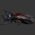 Detailed Rhinoceros Beetle With Large Horn Red And Black Metallic Body On Dark Background