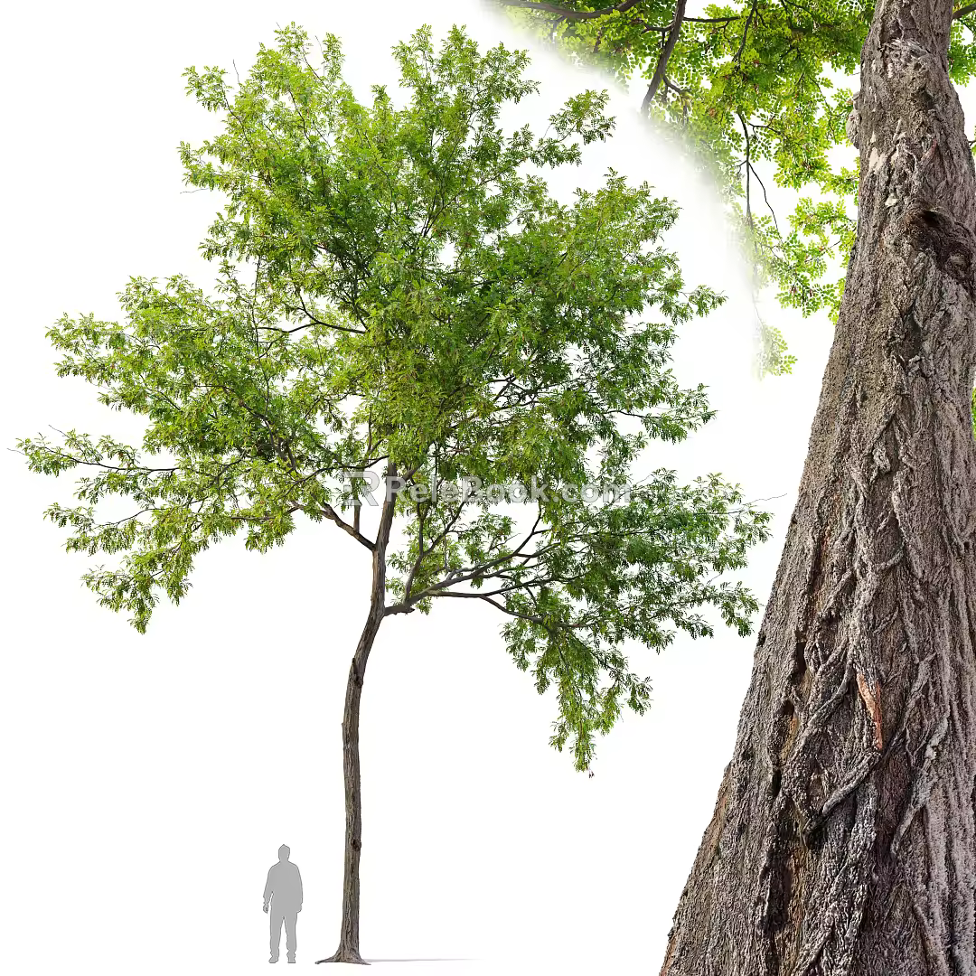 Modern trees Big trees Trees Landscape trees 3d model