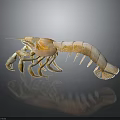 3D Rendered Light Colored Shrimp With Shiny Exoskeleton On Dark Background