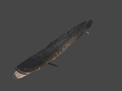 Fresh Whole Raw Fish Seafood With Dark Skin And Firm Flesh Texture 3d model