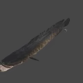 Fresh Whole Raw Fish Seafood With Dark Skin And Firm Flesh Texture