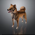 Brown Shiba Inu Standing With Curled Tail On Dark Reflective Surface