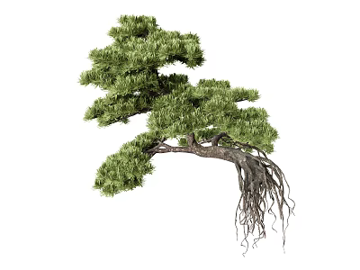 Bonsai Tree With Lush Green Foliage And Exposed Roots Traditional Pine Style 3d model