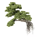 Bonsai Tree With Lush Green Foliage And Exposed Roots Traditional Pine Style