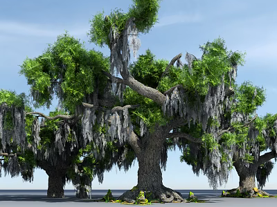 Tall Trees With Hanging Moss Green Foliage And Thick Trunks Under Blue Sky 3d model