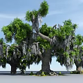 Tall Trees With Hanging Moss Green Foliage And Thick Trunks Under Blue Sky