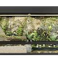 Enclosed Terrarium With Lush Plants Rocks Driftwood And Water Elements