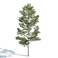 The Modern Tree 3d model