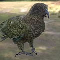 Colorful Bird With Green And Brown Patterned Feathers Standing In Natural Grassy Area