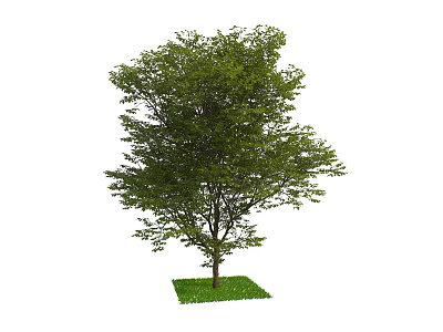 Lush Deciduous Tree With Green Foliage And Grass Base In Natural Scene 3d model