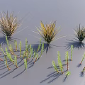 Diverse Grass Plants in Green and Golden Tones With Slender Leaves and Shadows