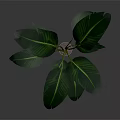 Tropical Banana Leaf Plant With Large Green Leaves In White Pot For Indoor Decoration