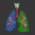 Detailed 3D Anatomical Lung Model With Trachea And Bronchial Structure