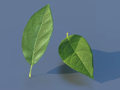 Fresh Green Leaves With Clear Veins And Natural Shape On Blue Background 3d model
