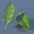 Fresh Green Leaves With Clear Veins And Natural Shape On Blue Background
