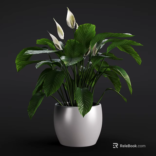 Lush Potted Plant With Large Green Leaves And White Flowers In White Pot 3d model 