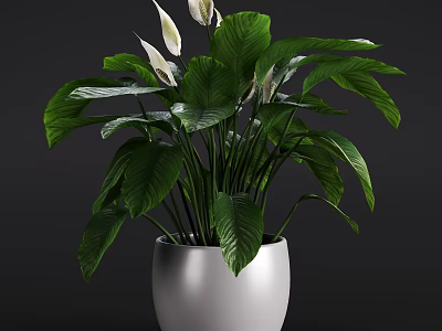 Lush Potted Plant With Large Green Leaves And White Flowers In White Pot 3d model
