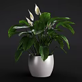 Lush Potted Plant With Large Green Leaves And White Flowers In White Pot
