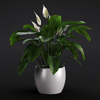 Lush Potted Plant With Large Green Leaves And White Flowers In White Pot 3d model