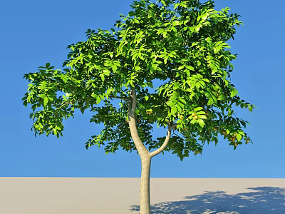 Lush Green Leafy Arbor With Straight Trunk Against Clear Blue Sky 3d model