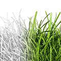 Different Types of Green Grass with Natural Shades and Textured Samples