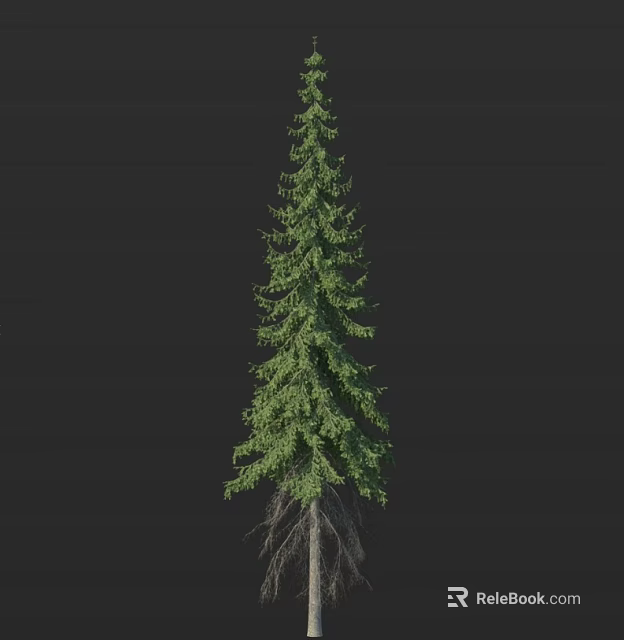 Tall Evergreen Arbor With Lush Green Foliage And Exposed Roots Against Black Background 3d model 
