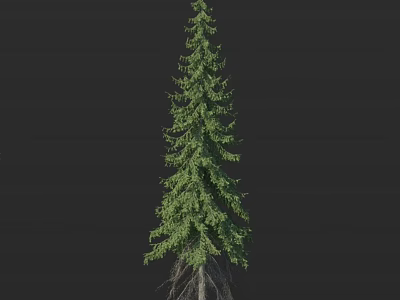 Tall Evergreen Arbor With Lush Green Foliage And Exposed Roots Against Black Background 3d model