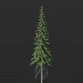 Tall Evergreen Arbor With Lush Green Foliage And Exposed Roots Against Black Background