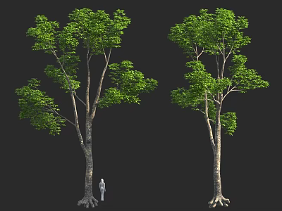 Two Tall Trees With Green Foliage And Small Person Figure 3d model
