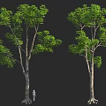 Two Tall Trees With Green Foliage And Small Person Figure