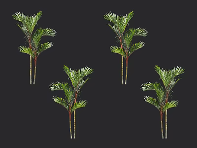 Four Palm Trees With Lush Green Fronds And Slender Trunks On Dark Background 3d model