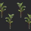 Four Palm Trees With Lush Green Fronds And Slender Trunks On Dark Background