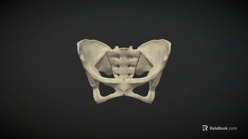 Detailed White Human Pelvis Model on Dark Background for Anatomical Study 3d model 