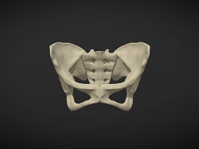 Detailed White Human Pelvis Model on Dark Background for Anatomical Study 3d model