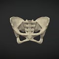 Detailed White Human Pelvis Model on Dark Background for Anatomical Study