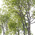 Tall Arbor Trees With Lush Green Foliage And Human Silhouette For Size Comparison