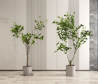 Modern potted plants 3d model