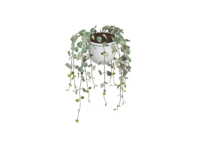 Hanging Bonsai Potted Plant with Long Vines and Green Leaves in White Ceramic Pot 3d model