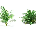 Lush Green Palm Plants Featuring Two Healthy Varieties with Vibrant Foliage