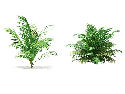 Lush Green Palm Plants Featuring Two Healthy Varieties with Vibrant Foliage 3d model