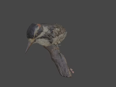 Realistic Woodpecker Taxidermy Specimen Perched On Natural Branch 3d model