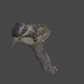 Realistic Woodpecker Taxidermy Specimen Perched On Natural Branch