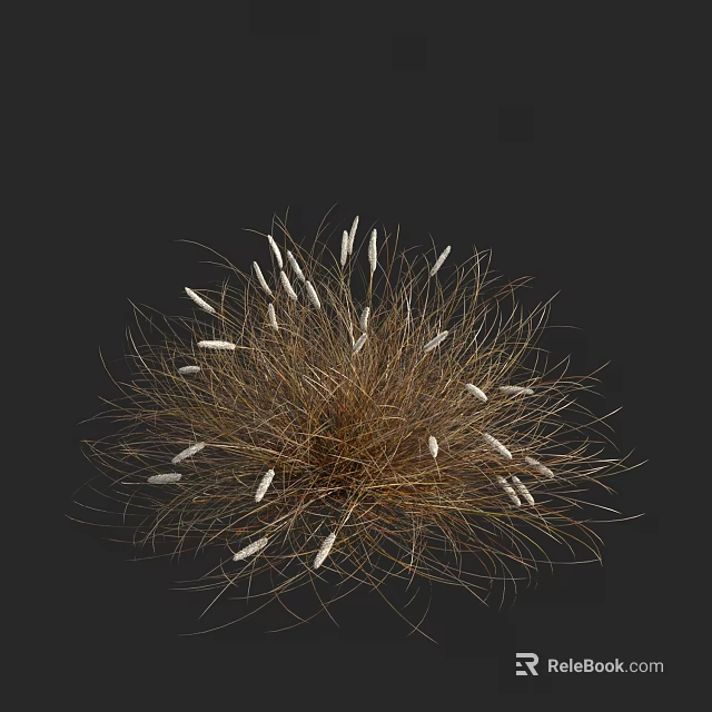 Brown Slender Grass With White Spiky Flowers Against Dark Background 3d model 