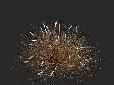Brown Slender Grass With White Spiky Flowers Against Dark Background 3d model
