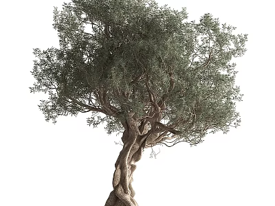 Lush Green Olive Tree With Twisted Trunk And Dense Foliage On White Background 3d model