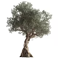 Lush Green Olive Tree With Twisted Trunk And Dense Foliage On White Background