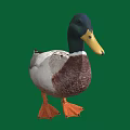 A Duck With Black Head Yellow Beak White And Brown Body On Green Background